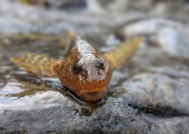 Fosilă vie: Un peşte vechi de 65 de milioane de ani aflat în pragul dispariţiei a reapărut într-un râu din Munții Făgăraș