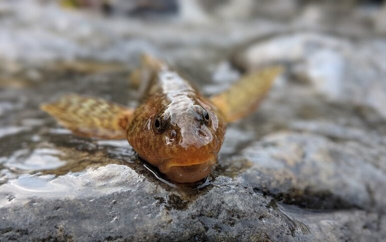 BBC relatează despre cursa biologilor români de a salva aspretele, cel mai rar pește din Europa, considerat o fosilă vie