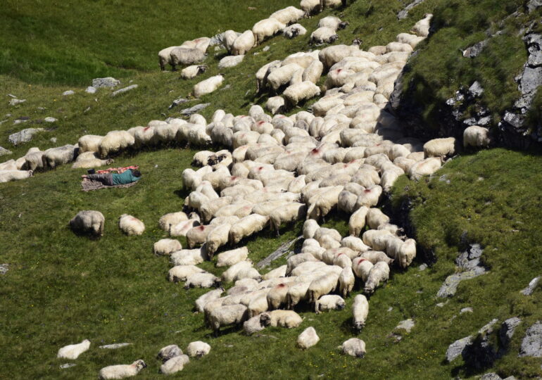 Mersul ciobanilor cu oile la munte a fost înscris în patrimoniul național și urmează fie recunoscut de UNESCO