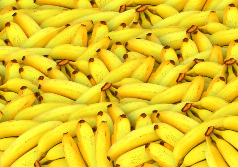 Trei tone de cocaină au fost găsite ascunse între banane într-un port din Costa Rica. Urmau să ajungă în Europa