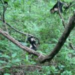 Dovada că legăturile din grupurile de primate sunt extrem de strânse. Ce s-a întâmplat când un pui de capucin a fost prins de un șarpe boa (Video)