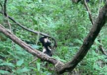 Dovada că legăturile din grupurile de primate sunt extrem de strânse. Ce s-a întâmplat când un pui de capucin a fost prins de un șarpe boa (Video)