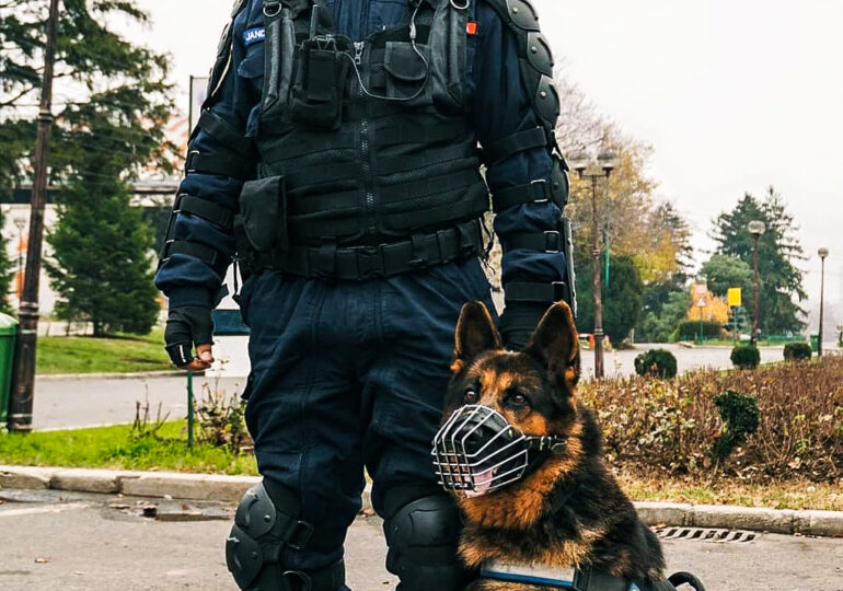 Olesa, un câine jandarm aproape de pensie, a prins un hoț după ce l-a urmărit pe străzi în București