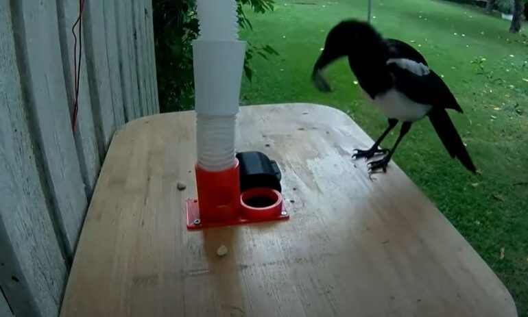 Un suedez a reușit să dreseze coțofene: Păsările adună capacele metalice de la sticle și primesc în schimb mâncare (Video)