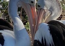 După 6 ani de așteptări, un cuplu de pelicani are în sfârșit un pui. Imaginile fericirii (Video)