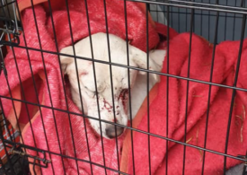 Gest șocant în Timișoara: Un bărbat a împușcat câinii unei vecine, după ce s-a întors de la vânătoare
