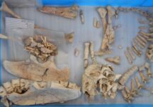 Rămășițele unei specii necunoscute de dinozaur au fost găsite în deșertul Gobi