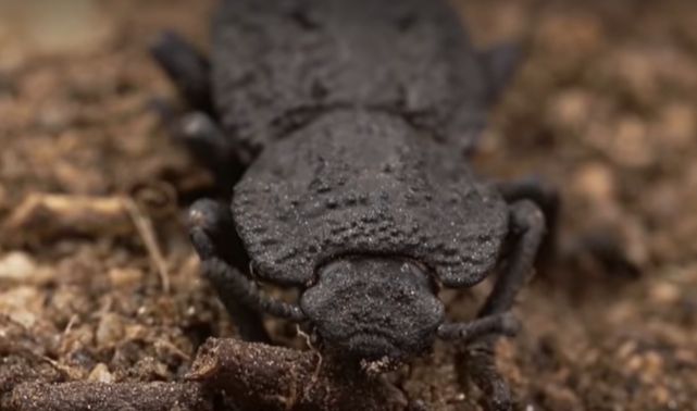 Știai că există un gândac care poate susține de aproape 40.000 de ori greutatea sa? Secretul micului indestructibil, care poate duce o maşină în spate