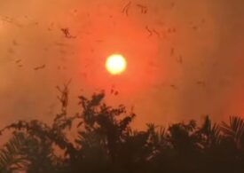 Ați crezut că anul trecut au fost grave incendiile din Pădurea Amazoniană? În 2020, în Brazilia s-au întețit cu 61%