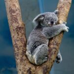 Koala e în pericol să dispară până în 2050. Australia împrăştie semințe de eucalipt cu drona, ca să salveze specia