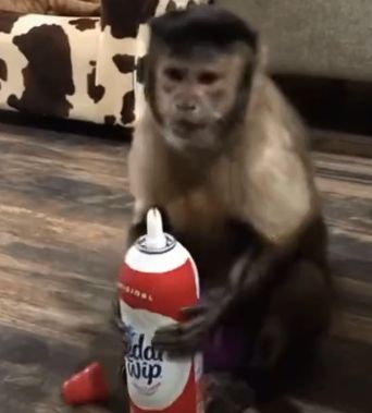 Viralul zilei: Maimuța care adoră frișca și nu o împarte cu nimeni
