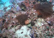 Primul nou recif de corali descoperit în peste un secol! (Video)