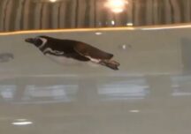 Hotel inspirat din Douăzeci de mii leghe sub mări: Bei cafeaua în timp ce pinguinii și rechinii înoată pe lângă tine (Video)