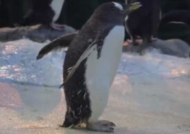Acesta este cel mai vârstnic pinguin din lume! Are 41 de ani!