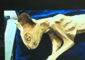 O pisica mumifiată, găsită într-o casă din Bistrița, va fi scoasă la licitație la Londra