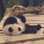 Primul pui de panda gigant născut în Olanda a fost prezentat publicului (Video)