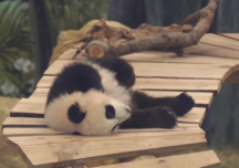Primul pui de panda gigant născut în Olanda a fost prezentat publicului (Video)