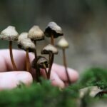 Primul stat american care legalizează ”ciupercile magice”: Se consideră că sunt folosite pentru ”dezvoltarea personală”