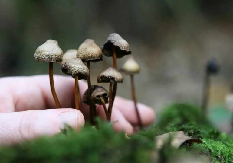 Primul stat american care legalizează ”ciupercile magice”: Se consideră că sunt folosite pentru ”dezvoltarea personală”