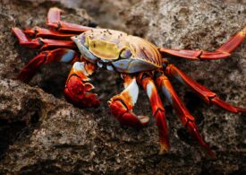 Chinezii se înghesuie să plătească 400 de dolari pentru o cutie de crabi păroși