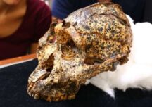 Fosila uneia dintre cele mai misterioase rude ale omului a fost descoperită în Africa de Sud