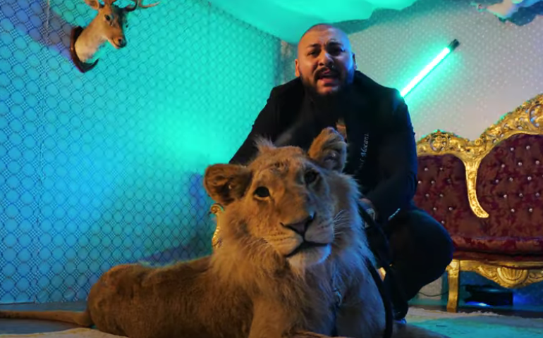 Percheziţii acasă la manelistul Dani Mocanu, după ce videoclipul cu un leu rănit a revoltat opinia publică