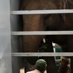 Elefantul Kaavan, protejat de cântăreaţa Cher, a plecat spre Cambodgia