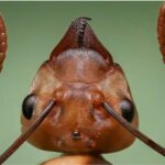 O specie de furnici este echipată cu un tip de armură nemaivăzut până acum la insecte