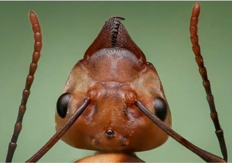 O specie de furnici este echipată cu un tip de armură nemaivăzut până acum la insecte