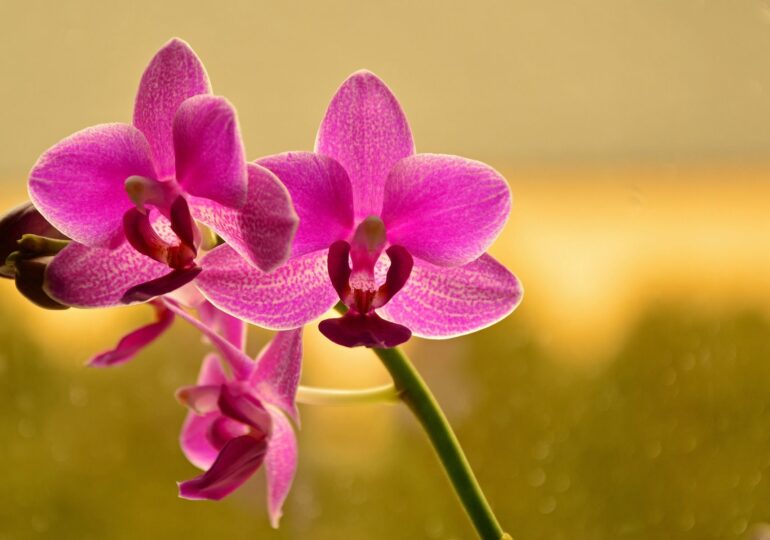 O nouă specie de orhidee, de dimensiuni impresionante, a fost descoperită în Ecuador (Foto)