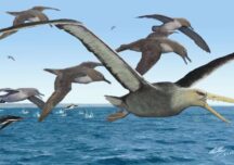 Cum arăta Antarctica acum 50 de milioane de ani? Păsări imense, cum nu mai există azi, zburau deasupra ei