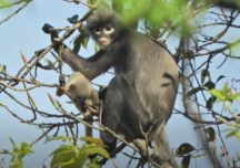 O nouă specie de maimuță a fost descoperită! Din păcate, e deja în pericol de dispariție