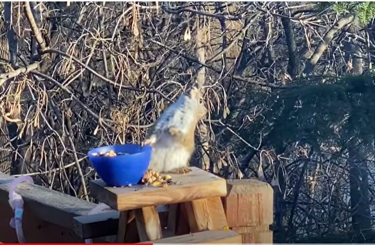 Și animalele au slăbiciunea alcoolului. Iată o veveriță care s-a îmbătat după ce s-a înfruptat din pere fermentate (Video)