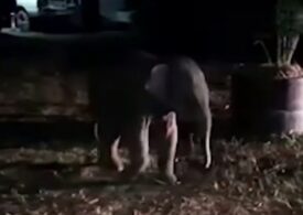 Un bărbat a salvat un pui de elefant folosind tehnici de resuscitare cardio-pulmonară (Video)