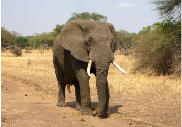 Cât transpiră un elefant într-o zi fierbinte?
