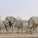 elefanți Namibia