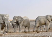 elefanți Namibia