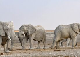 Țara care scoate la vânzare elefanți, din cauza secetei