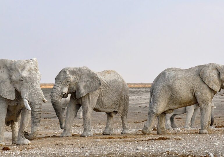 Țara care scoate la vânzare elefanți, din cauza secetei