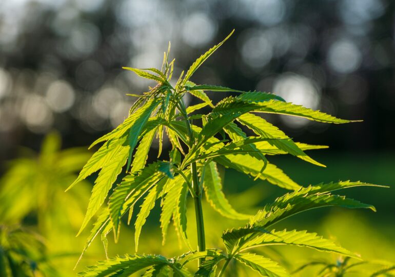 Un fost procuror din Vrancea avea o plantație de cannabis ascunsă în vie, pentru "o plăcintă tradițională"