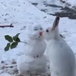 Viralul zilei: Iepurele sărută omul de zăpadă sau îi mănâncă nasul?