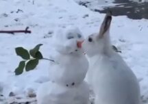 Viralul zilei: Iepurele sărută omul de zăpadă sau îi mănâncă nasul?
