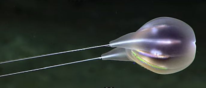 Specie marină nou-nouță, descoperită în adâncuri. E ca un balon cu aer cald în miniatură (Video)