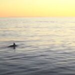 O specie nouă de balenă ar fi fost descoperită în Mexic (Video)