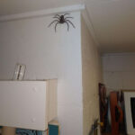 Un australian trăiește deliberat în casă cu un păianjen cât fața lui: ”Sper să facă pui!”