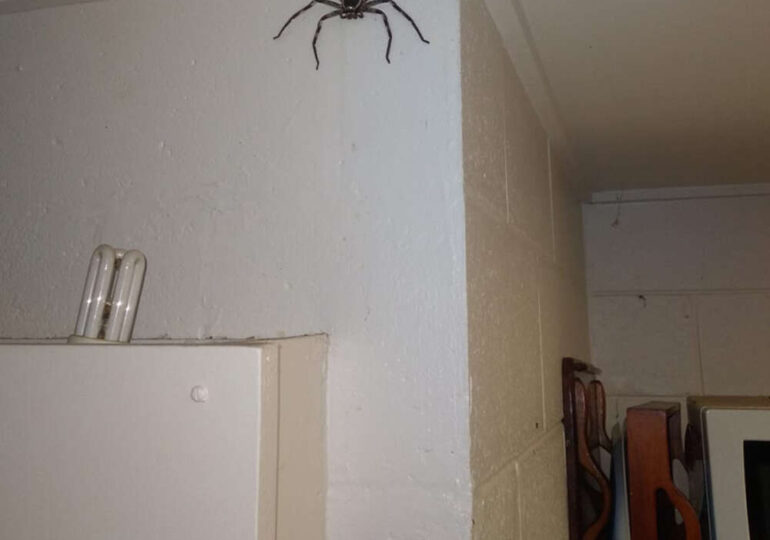 Un australian trăiește deliberat în casă cu un păianjen cât fața lui: ”Sper să facă pui!”