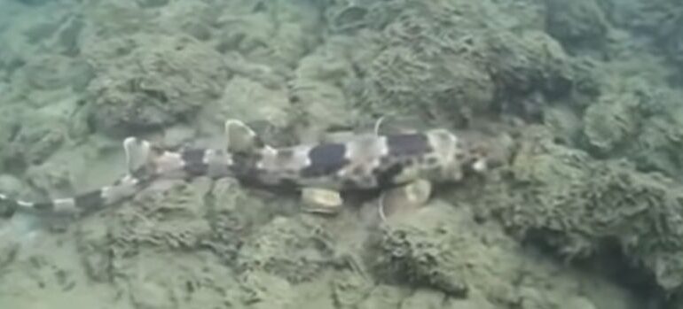 Specie de rechin, filmată pentru prima oară ”mergând” pe fundul oceanului