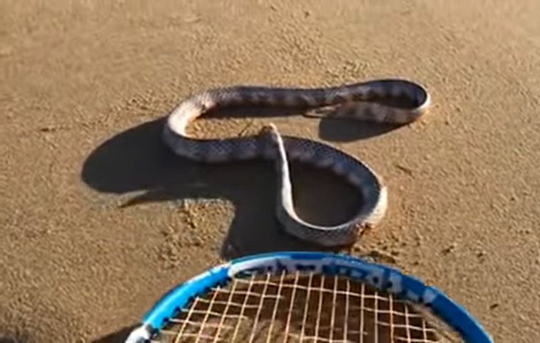 VIDEO Un șarpe fără cap pare să atace un om. Este posibil așa ceva? Explicațiile oamenilor de știință