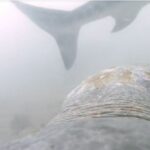 Prima înregistrare a atacului unui rechin asupra unei țestoase. Broasca e departe de a fi neajutorată! (Video)