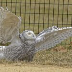 Premieră, după 130 de ani! O bufniță de zăpadă a fost zărită în Central Park